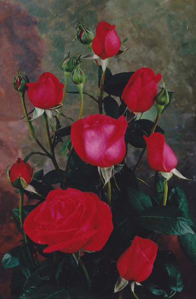 Olave Baden-Powell rose release 2001